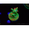 WYSIWYG RAH Acropora microclados Cloudberry SC 5A1