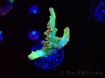 WYSIWYG RAH Acropora microclados Cloudberry SC 5Q2