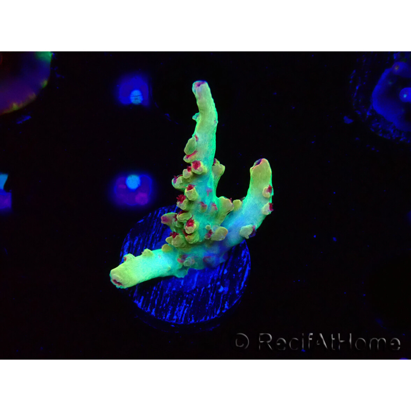 WYSIWYG RAH Acropora microclados Cloudberry SC 5A1