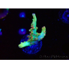 WYSIWYG RAH Acropora microclados Cloudberry SC 5Q2