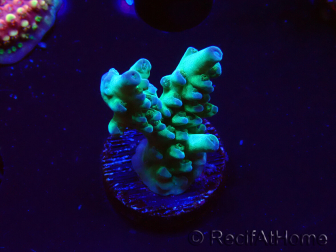 WYSIWYG ORA Acropora Pearlberry 5T3