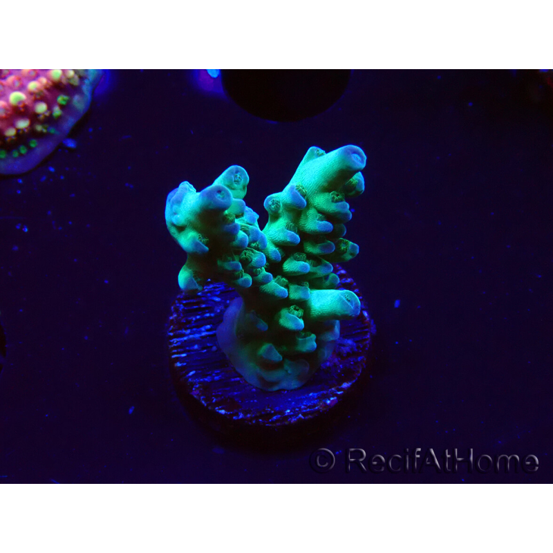 WYSIWYG ORA Acropora Pearlberry 5T3
