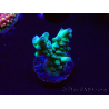 WYSIWYG ORA Acropora Pearlberry 5T3