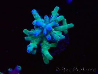 WYSIWYG ORA Acropora turaki Hawkins 5U5