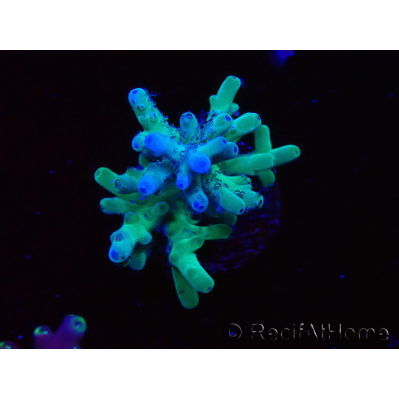 WYSIWYG ORA Acropora turaki Hawkins 5U5