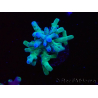 WYSIWYG ORA Acropora turaki Hawkins 5U5