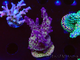 WYSIWYG RAH Acropora Nightshade 5U6