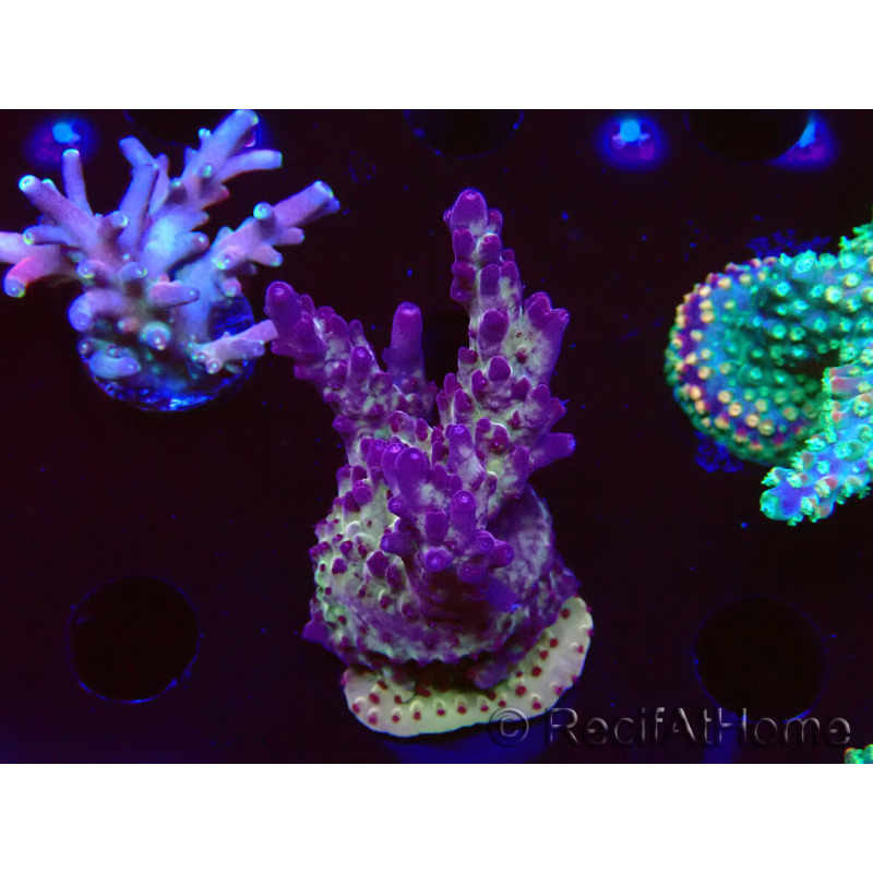 WYSIWYG RAH Acropora Nightshade 5U