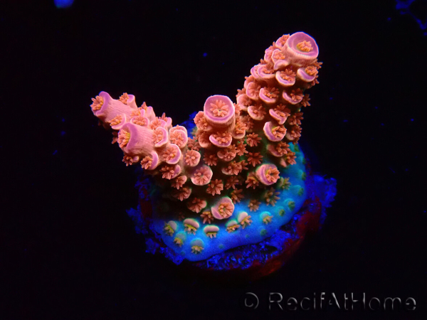 WYSIWYG RAH Acropora tenuis Red Ruby 5V