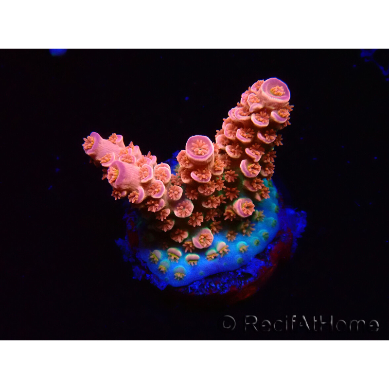 WYSIWYG RAH Acropora tenuis Red Ruby 5V