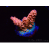 WYSIWYG RAH Acropora tenuis Red Ruby 5V8