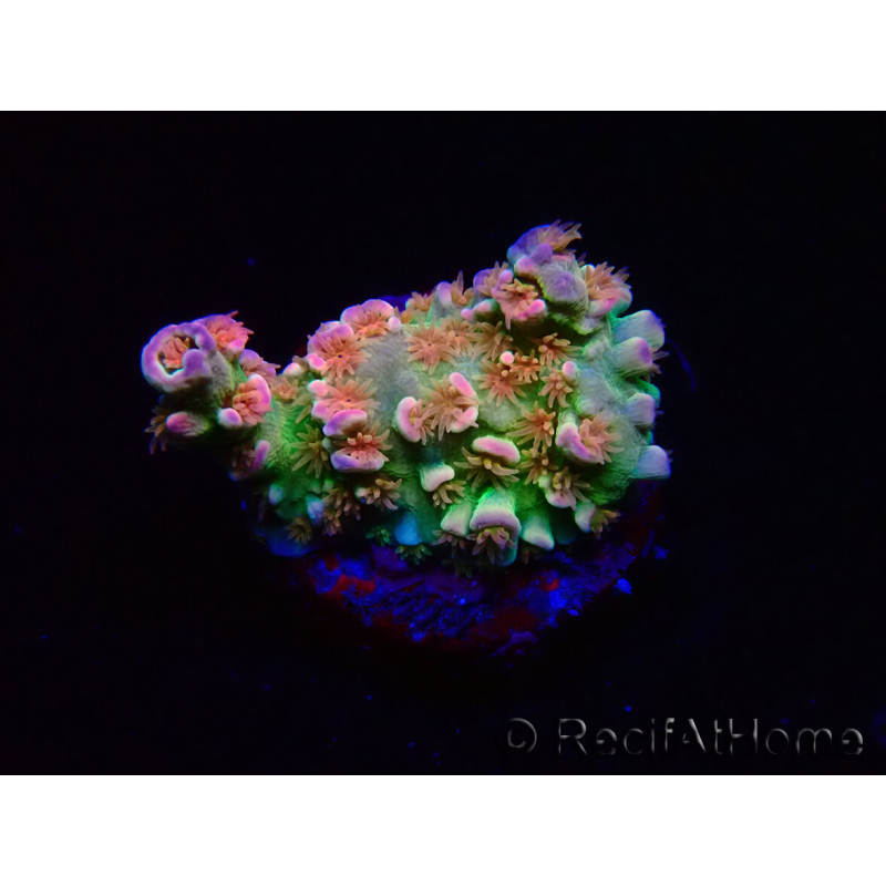 WYSIWYG MH Acropora tenuis Unicorn 5V