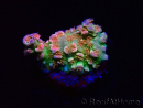 WYSIWYG MH Acropora tenuis Unicorn 5V