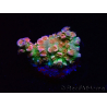 WYSIWYG MH Acropora tenuis Unicorn 5V