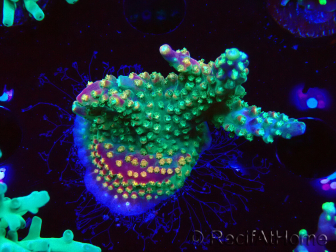 WYSIWYG Acropora aculeus 5H1