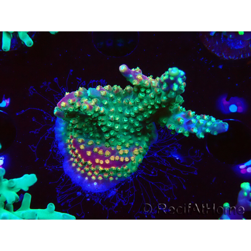 WYSIWYG Acropora Fruity Pebbles 5W1