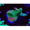 WYSIWYG Acropora aculeus 5H1