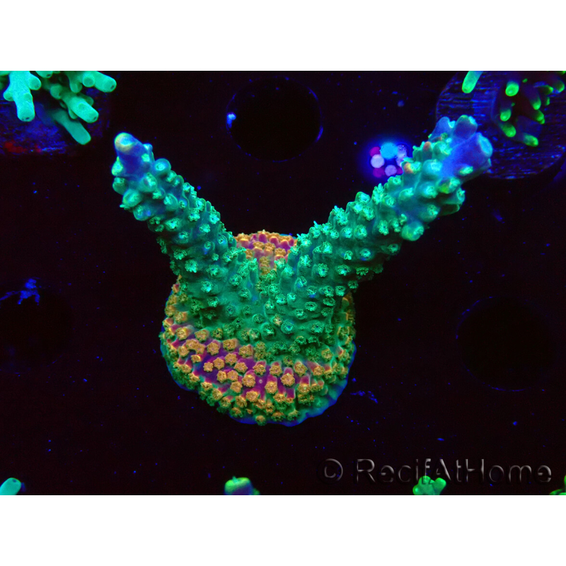 WYSIWYG Acropora aculeus 5H1