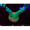 WYSIWYG Acropora aculeus 5H1