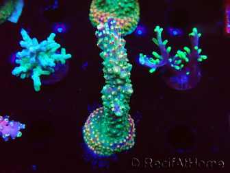 WYSIWYG Acropora Fruity Pebbles 5W3