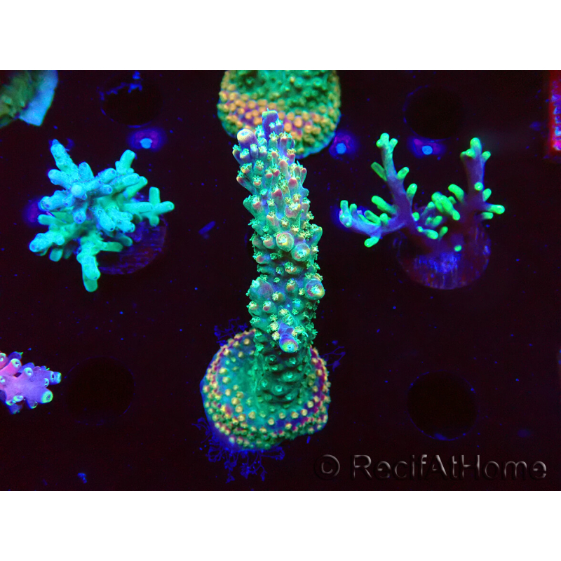 WYSIWYG Acropora aculeus 5H1