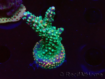 WYSIWYG Acropora aculeus 5H1