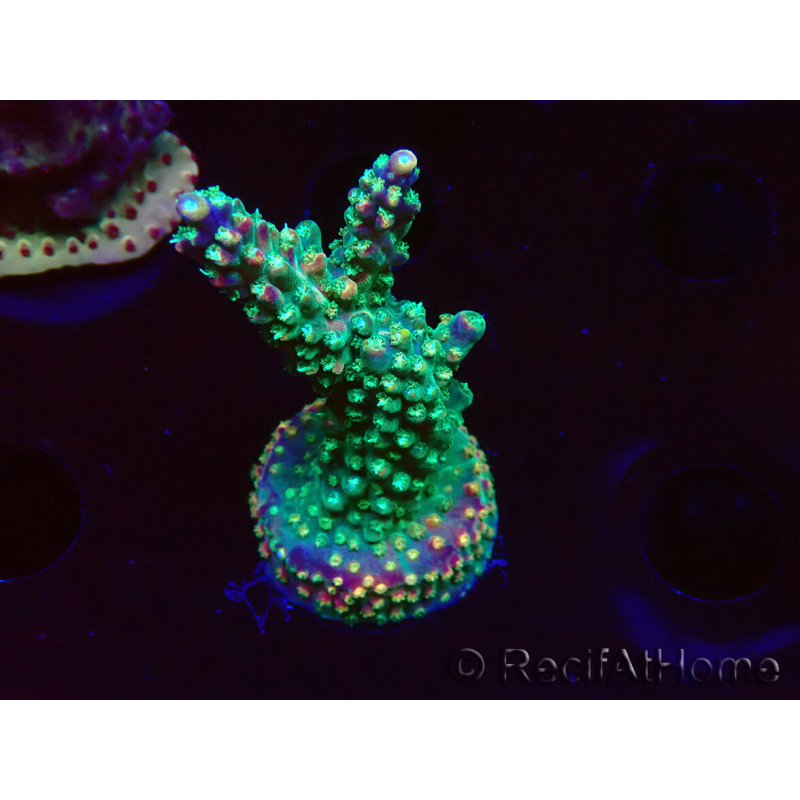 WYSIWYG Acropora aculeus 5H1