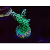 WYSIWYG Acropora aculeus 5H1