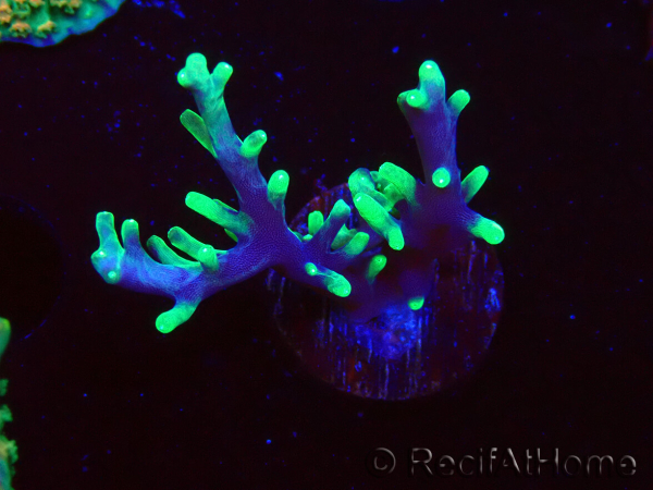 WYSIWYG RAH Acropora carduus Black Dragon 5W10