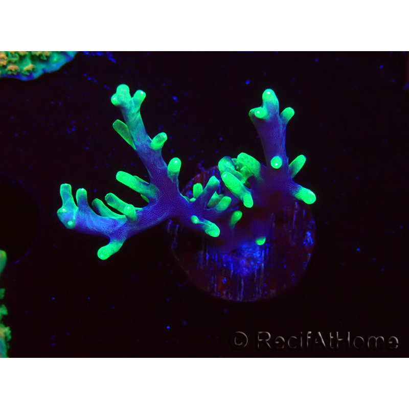 WYSIWYG RAH Acropora carduus Black Dragon 5W10
