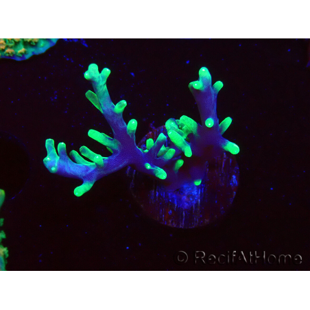 WYSIWYG RAH Acropora carduus Black Dragon 5W10
