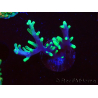 WYSIWYG RAH Acropora carduus Black Dragon 5U3