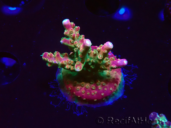 WYSIWYG FF Acropora Skittles Bomb 5G