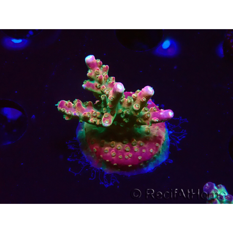 WYSIWYG FF Acropora Skittles Bomb 5G