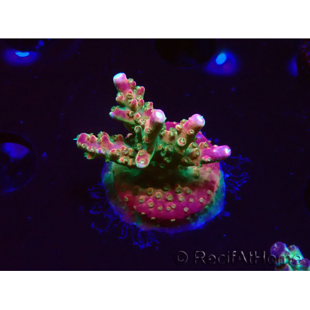 WYSIWYG FF Acropora Skittles Bomb 5G