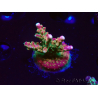 WYSIWYG FF Acropora Skittles Bomb 5H6