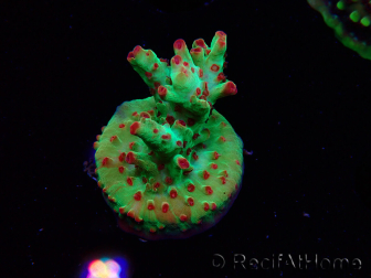 WYSIWYG RAH Acropora microclados Cloudberry SC 5A1
