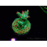 WYSIWYG RAH Acropora microclados Cloudberry SC 5A1