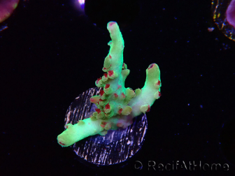 WYSIWYG RAH Acropora microclados Cloudberry SC 5A1