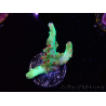 WYSIWYG RAH Acropora microclados Cloudberry SC 5Q2