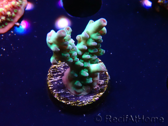 WYSIWYG ORA Acropora Pearlberry 5T3