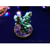 WYSIWYG ORA Acropora Pearlberry 5T3