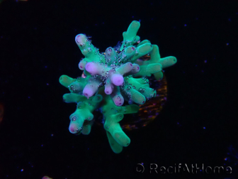 WYSIWYG ORA Acropora turaki Hawkins 5U5