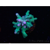 WYSIWYG ORA Acropora turaki Hawkins 5U5