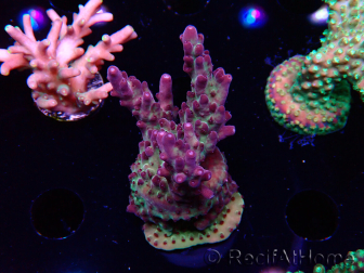 WYSIWYG RAH Acropora Nightshade 5U