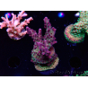 WYSIWYG RAH Acropora Nightshade 5U