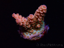 WYSIWYG RAH Acropora tenuis Red Ruby 5V