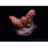 WYSIWYG RAH Acropora tenuis Red Ruby 5V