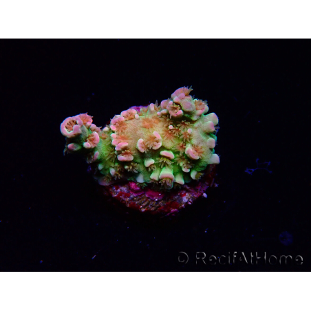 WYSIWYG MH Acropora tenuis Unicorn 5V9
