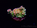 WYSIWYG MH Acropora tenuis Unicorn 5V